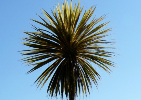 cornish palm morrab gardens penzance