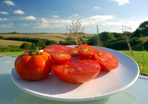 tomatoes buttervilla cornwall