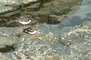 battery rocks penzance 