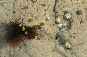 battery rocks penzance 