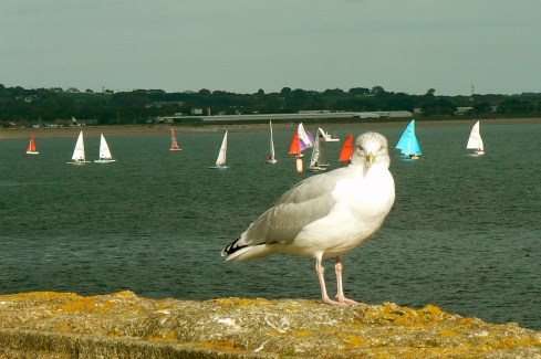 battery rocks penzance battery rocks penzance