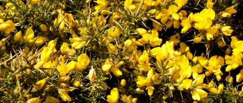 gorse cornwall