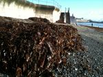 seaweed_penzance – 09