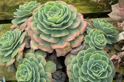 hardys exotics, cornwall